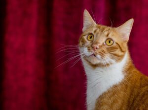 肝斑とシミの違いを知るためのポイントは？