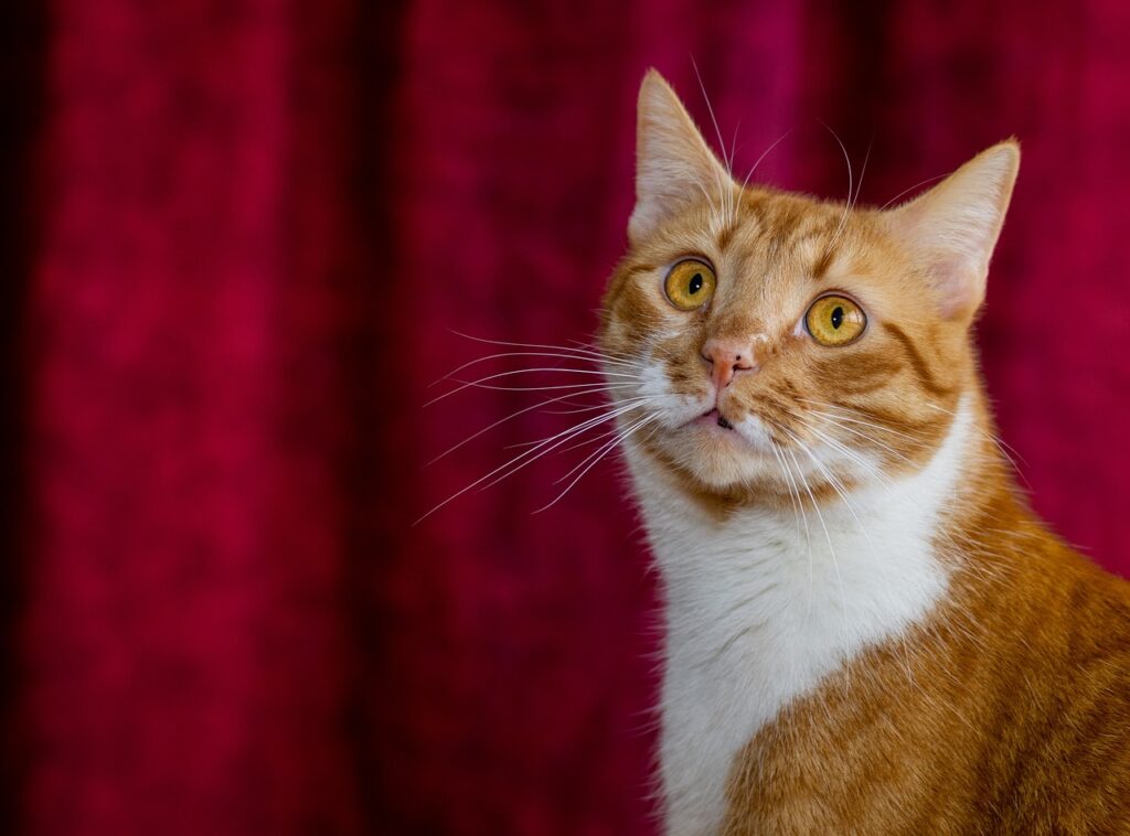 肝斑に効果的な化粧品のおすすめは？