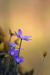 肝斑を治すための効果的なスキンケア方法は？