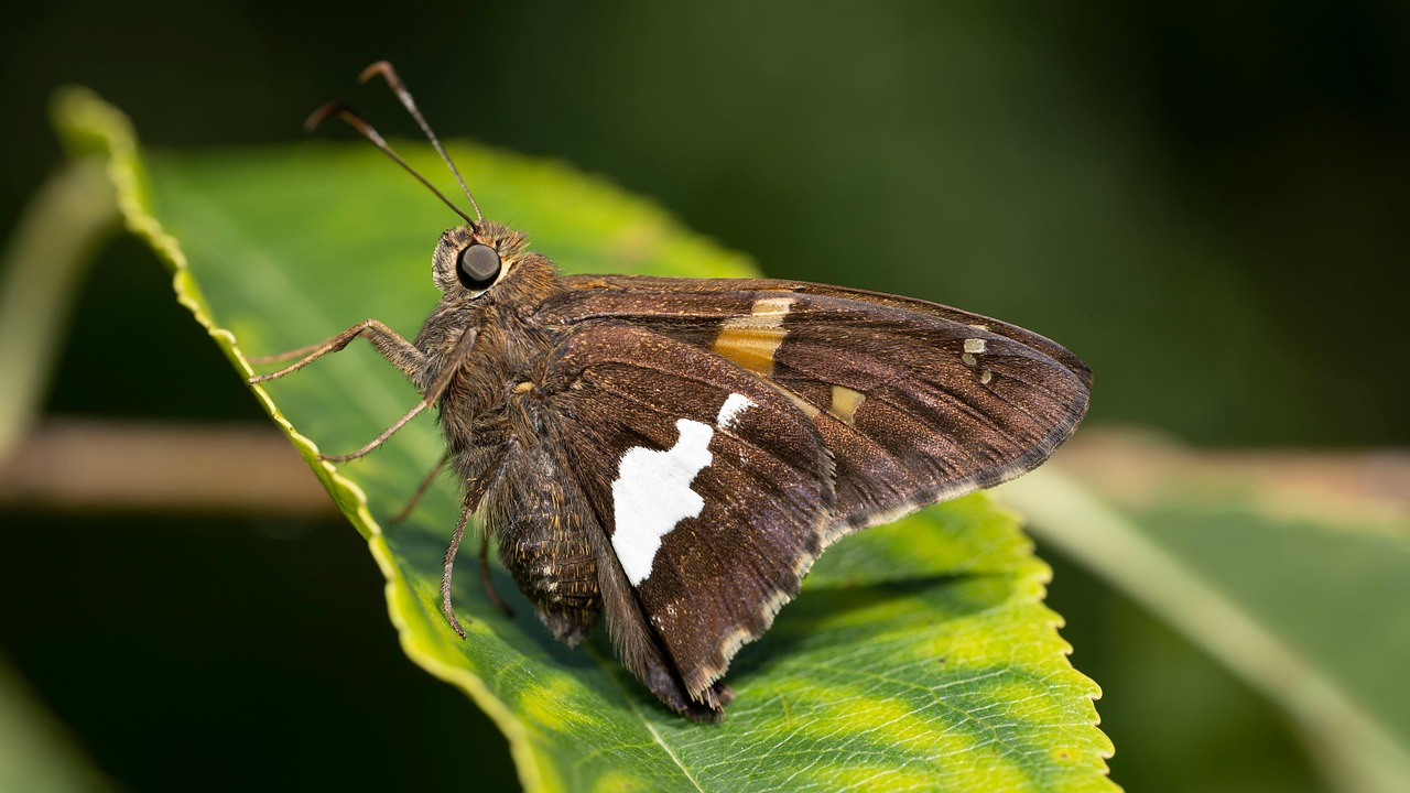 ボリュームアップシャンプーの口コミは40代にどれほど効果的なのか？